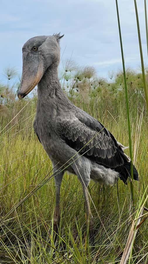Entebbe: Mabamba Swamp Shoebill Tracking Boat Tour - Shoebill Tracking: How You Increase Your Chances (Without Stressing Out)