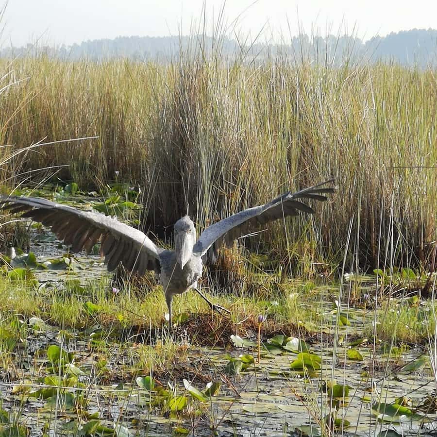 Entebbe: Mabamba Swamp Shoebill Tracking Boat Tour - Timing, Group Size, and Tour Length That Keeps It Worth It