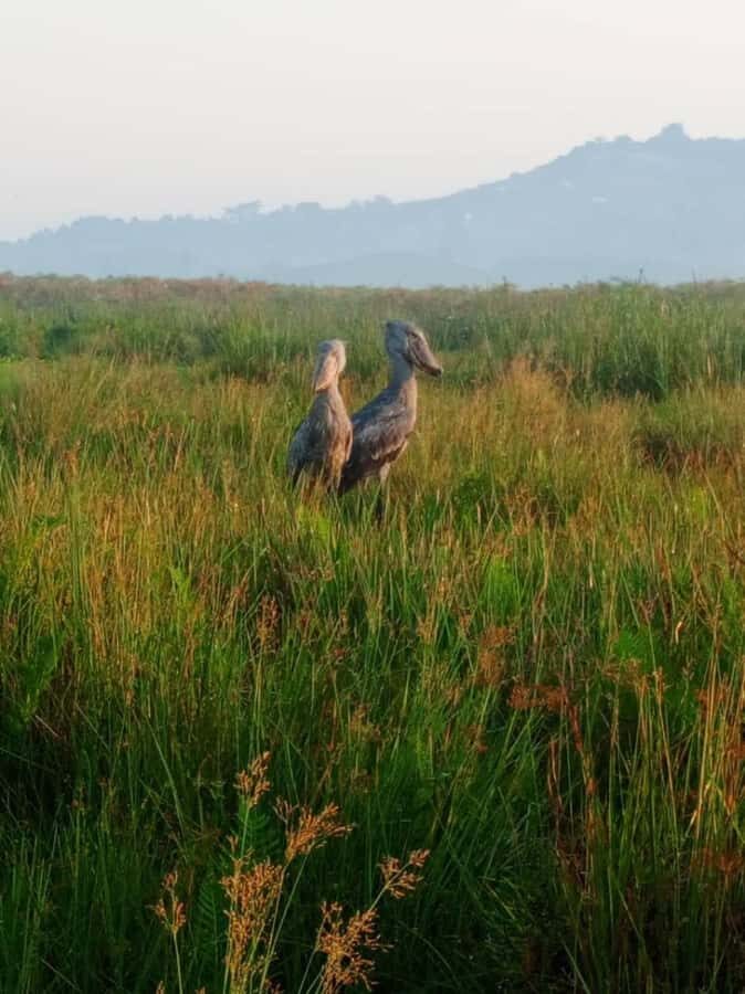 Entebbe: Mabamba Swamp Shoebill Tracking Boat Tour - Price Check: What You’re Really Paying for at $115