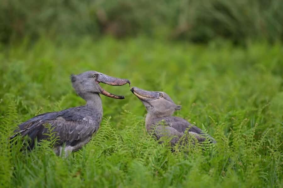 Entebbe: Mabamba Swamp Shoebill Tracking Boat Tour - Mabamba Wetlands and Papyrus Channels: What the Canoe Experience Really Feels Like