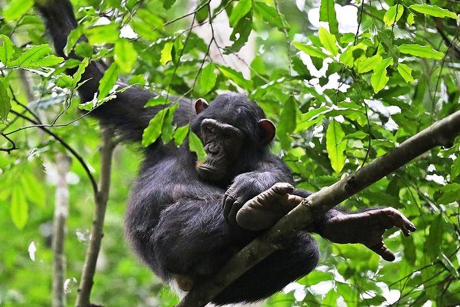 Experience Chimpanzee Trekking in Budongo Forest - Key things I’d circle before you book