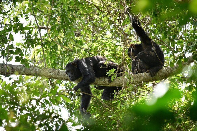 Experience Chimpanzee Trekking in Budongo Forest - Budongo Forest Chimpanzee Trekking: the big idea