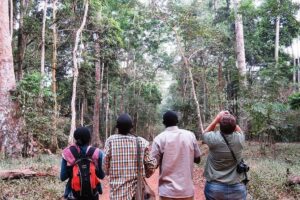 Experience Chimpanzee Trekking in Budongo Forest - Getting to Royal Mile Budongo Forest from Masindi