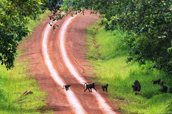Experience Chimpanzee Trekking in Budongo Forest - How chimp tracking actually works in your 4–6 hour window
