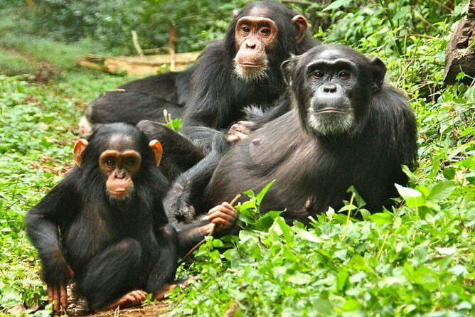 Experience Chimpanzee Trekking in Budongo Forest - What you’ll see besides chimps: other primates and forest life