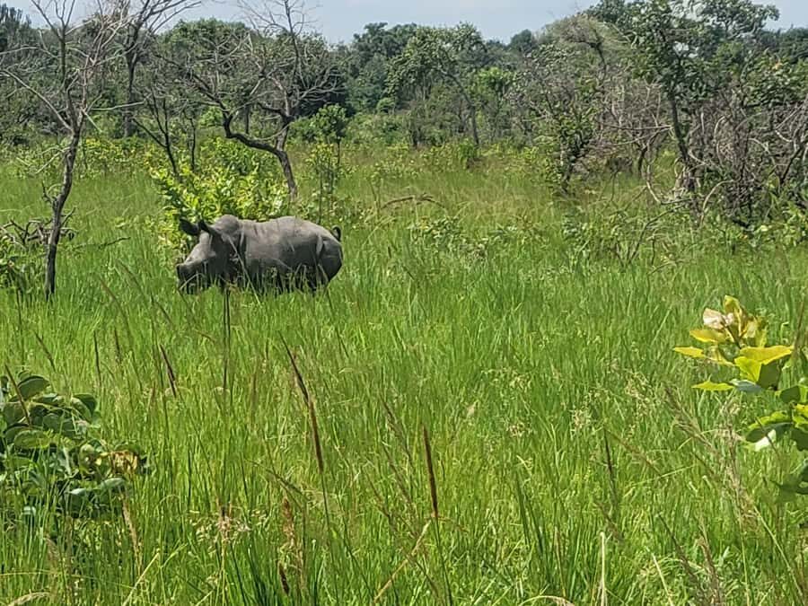 From Kampala: Ziwa Rhino Sanctuary Day Tour with Lunch - Key highlights you should know