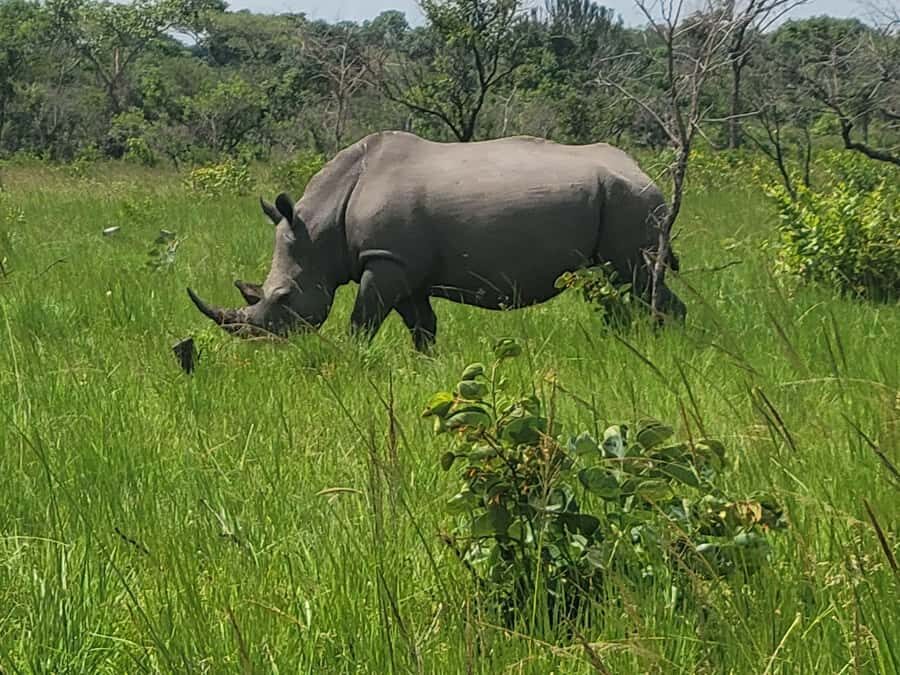 From Kampala: Ziwa Rhino Sanctuary Day Tour with Lunch - Ziwa Rhino Sanctuary: seeing Uganda’s only wild southern white rhinos