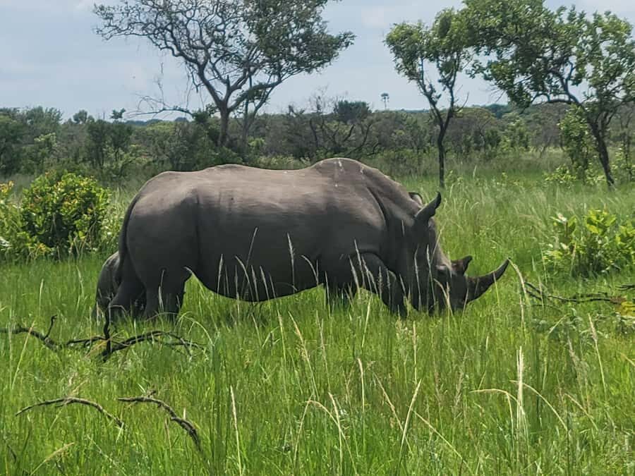 From Kampala: Ziwa Rhino Sanctuary Day Tour with Lunch - Wildlife beyond rhinos: 7,000 hectares and 300+ birds