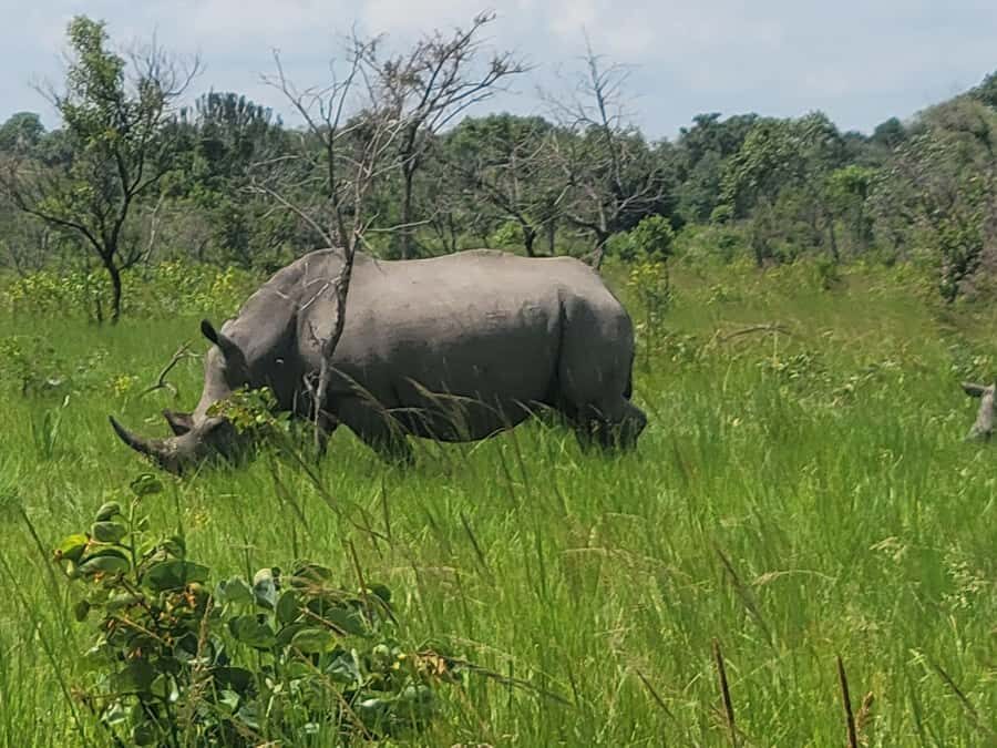 From Kampala: Ziwa Rhino Sanctuary Day Tour with Lunch - From Kampala: early departure and the reality of a long drive