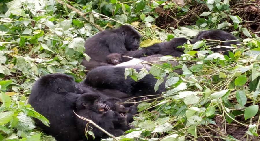 From Kigali: 1-Day Gorilla Trekking in Uganda - Key highlights worth getting excited about