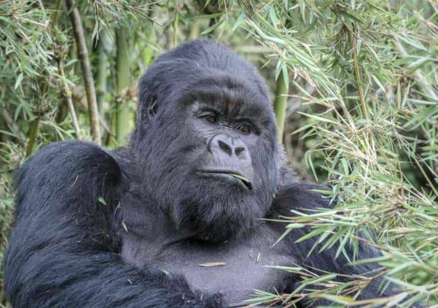 From Kigali: 1-Day Gorilla Trekking in Uganda - Mountain gorillas in 1 day: what makes this trek special