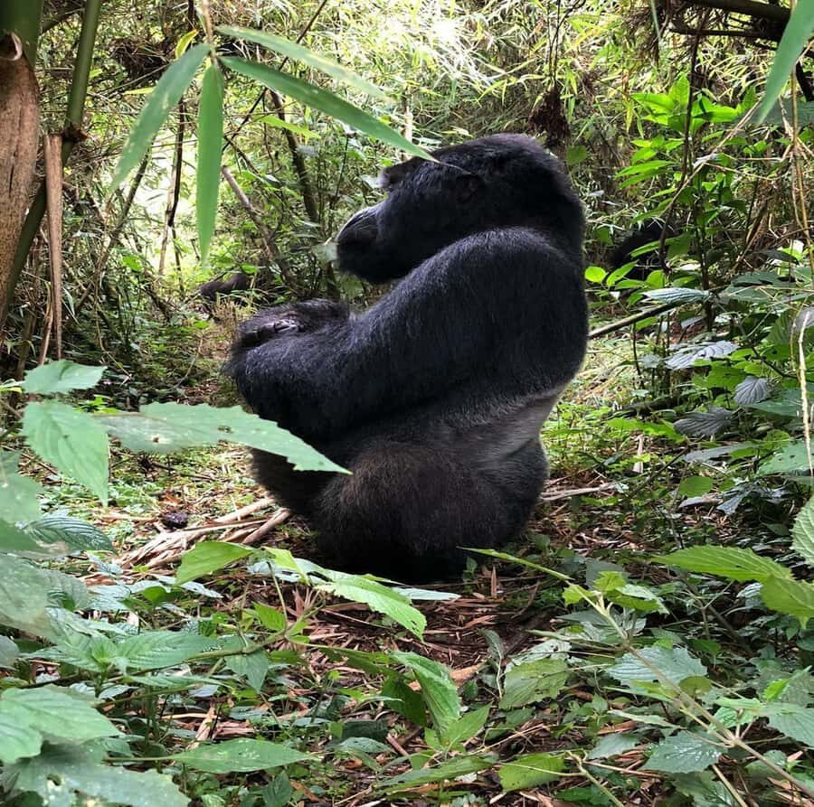 From Kigali: 1-Day Gorilla Trekking in Uganda - Breakfast and border steps: keeping your morning from going sideways