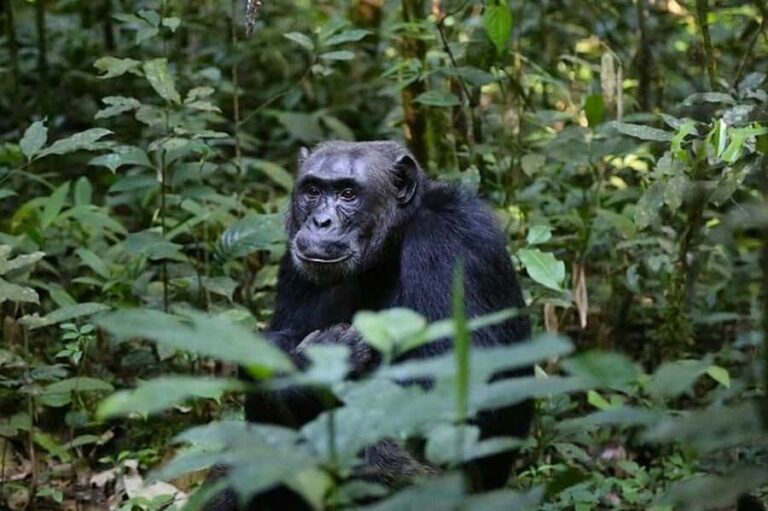 From Kigali: 1-Day Gorilla Trekking in Uganda - Kigali to Mghahinga: the 3:00 AM start that actually works