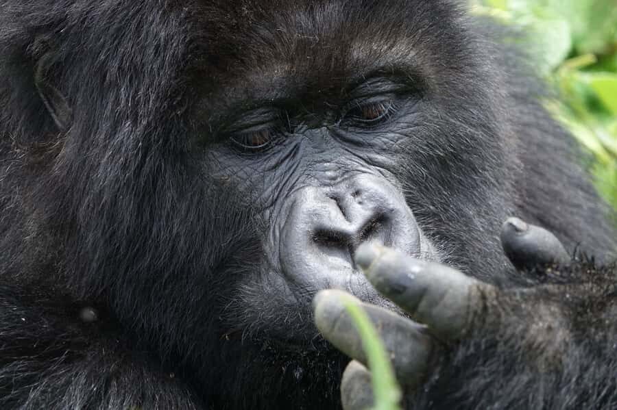 From Kigali: 2-Day Gorilla Trek: Bwindi Nat Park - Your gorilla trek day: time with the family has rules