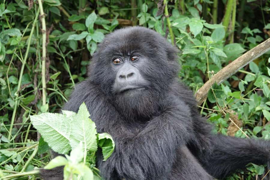 From Kigali: 2-Day Gorilla Trek: Bwindi Nat Park - Lodging and meals: full-board comfort with a real-world warning