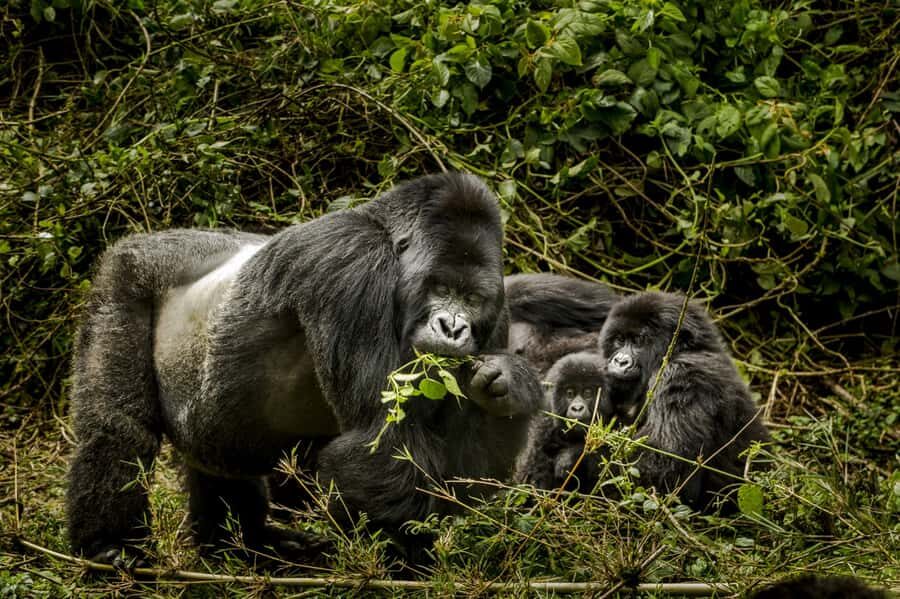 From Kigali: 2-Day Gorilla Trek: Bwindi Nat Park - Price and logistics: what you’re really paying for