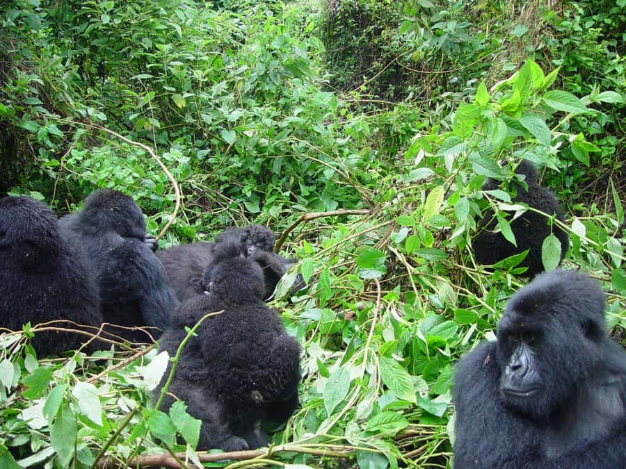 From Kigali: 2-Day Gorilla Trek: Bwindi Nat Park - Should you book: my decision checklist