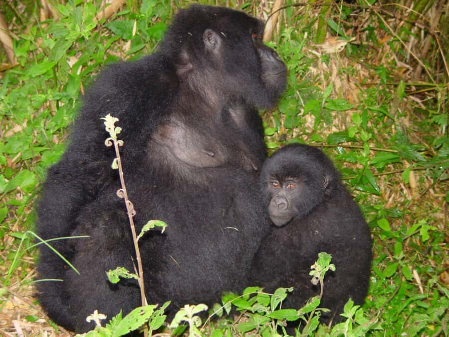 From Kigali: 2-Day Gorilla Trek: Bwindi Nat Park - FAQ