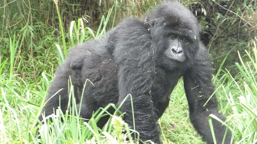 From Kigali: 2-Day Gorilla Trek in Bwindi - Key highlights I’d plan around