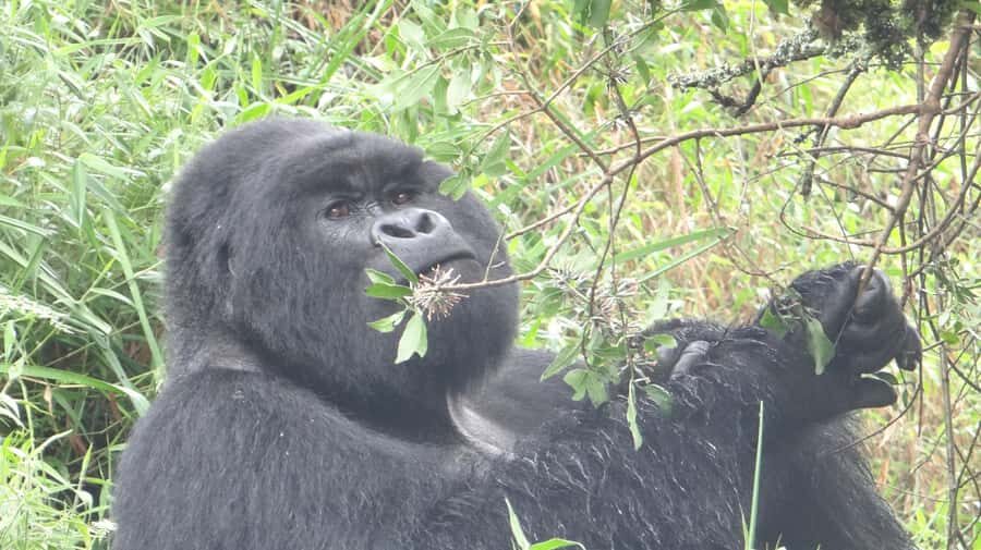 From Kigali: 2-Day Gorilla Trek in Bwindi - Rwanda to Bwindi in 2 days: how the route actually plays