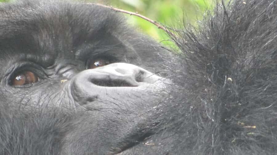 From Kigali: 2-Day Gorilla Trek in Bwindi - Day 1: Kigali departure, border admin, and arriving in Bwindi