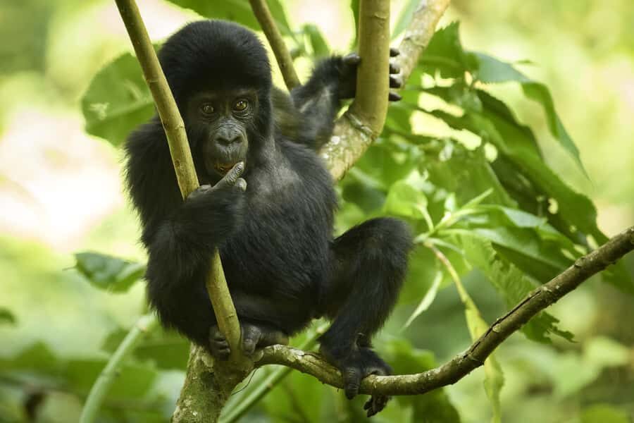 From Kigali: 2-Day Gorilla Trek in Bwindi - Day schedule reality check: what a 2-day format means for your expectations