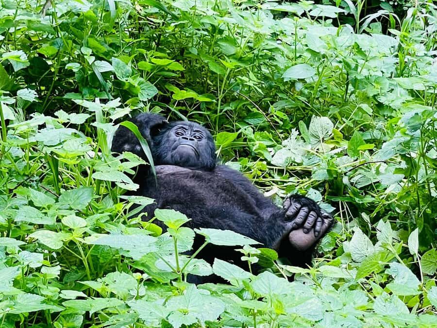 From Kigali: 2-Day Gorilla Trek in Bwindi - Should you book this 2-day gorilla trek from Kigali?
