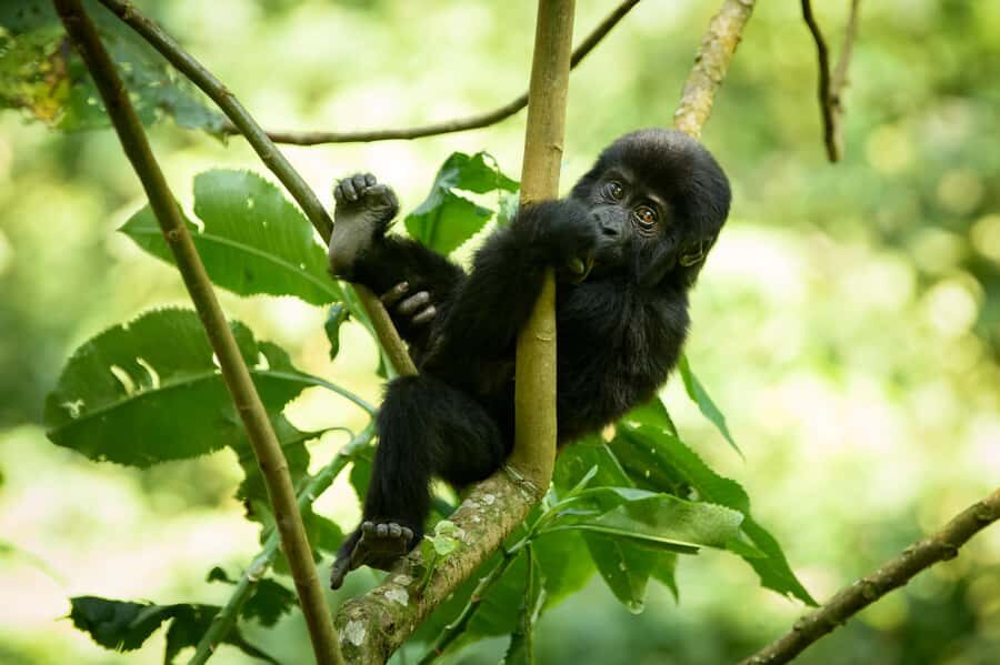 From Kigali: 2-Day Gorilla Trek in Bwindi - FAQ