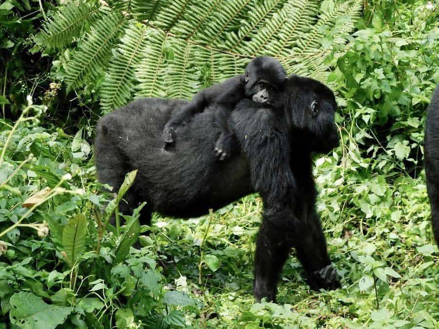 From Kigali: 2-Day Gorilla Trek in Bwindi - Price and value: what $498 really covers (and what it doesn’t)