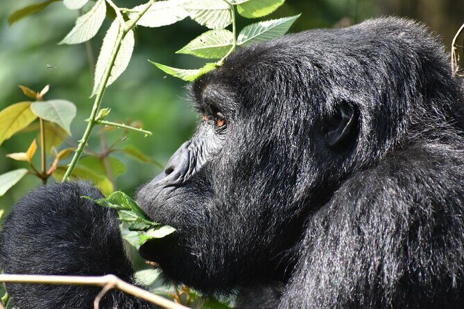 Gorilla & Chimpanzee Trekking in Uganda - 5 Days - Bwindi’s gorilla day: the 7:00 briefing and the trek math