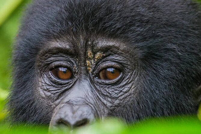 Gorilla Safari Holiday - The jump to Bwindi: Kisoro airstrip to rainforest roads
