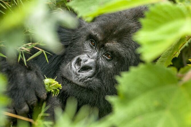 Gorilla Safari Holiday - Batwa Trail and cultural time: why it’s more than a side stop