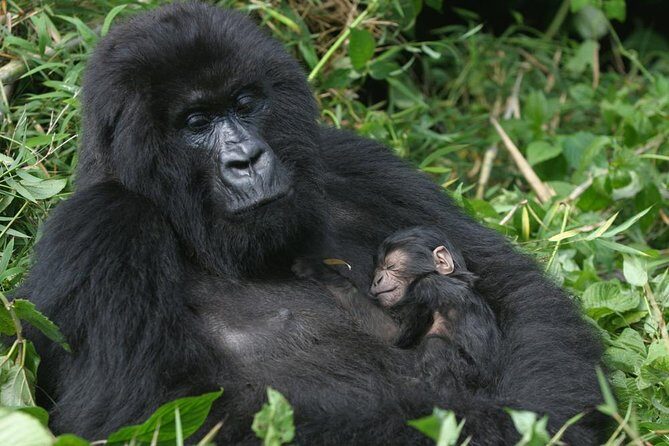 Gorilla Tracking & Batwa Culture Experience - Why Bwindi Gorilla Tracking Works So Well in 3 Days
