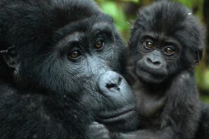 Gorilla Tracking & Batwa Culture Experience - Arriving in the Rushaga Area: What Late Evening Really Means