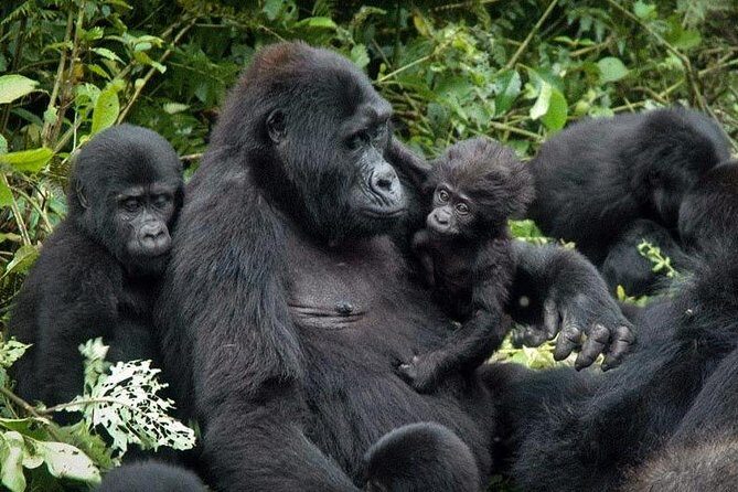 Gorilla Tracking & Batwa Culture Experience - Gorilla Trek Day: The Trek Timing You Need to Know