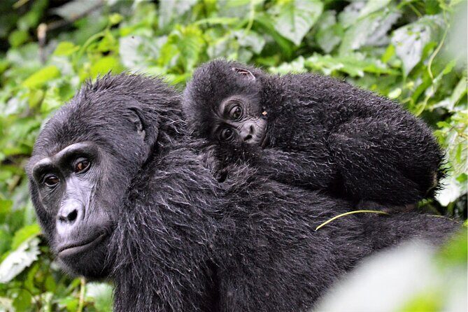 Gorilla Tracking & Batwa Culture Experience - Once You Find Them: How to Make That One Hour Count