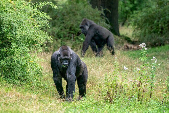Gorilla Tracking & Batwa Culture Experience - Batwa Culture Evening: More Than Dancing for the Camera