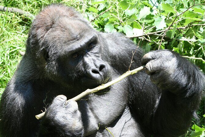 Gorilla Tracking & Batwa Culture Experience - Day Three Return Drive: Kabale Views and a Final Lunch Break