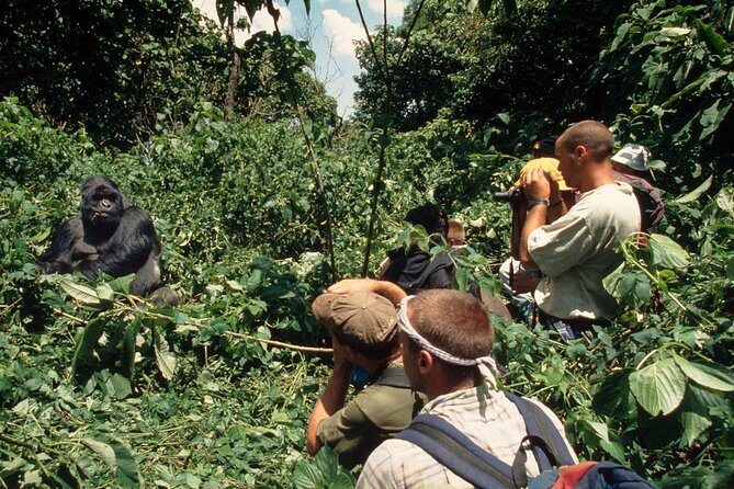 Gorilla Tracking & Batwa Culture Experience - Lodging and Meals: What You’re Actually Buying
