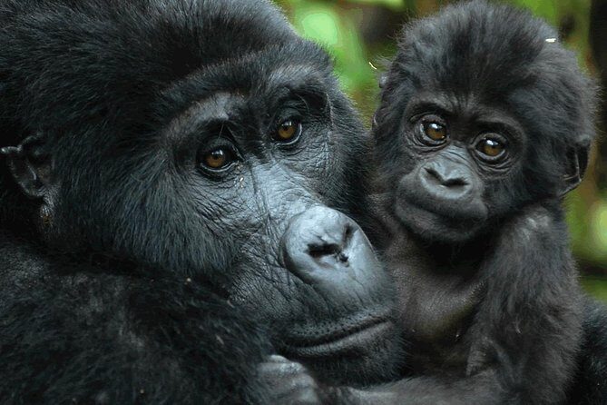 Gorilla Tracking & Batwa Culture Experience - Arriving in the Rushaga Area: What Late Evening Really Means