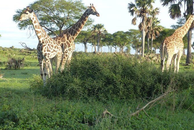 Gorilla trekking - Should you book this gorilla trekking tour with Pearl Nature Holidays?