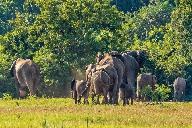 Guided Safari to Murchison Falls from Masindi - Road Trip from Masindi: Pickup, 4x4 Safari Van, and Private Flow