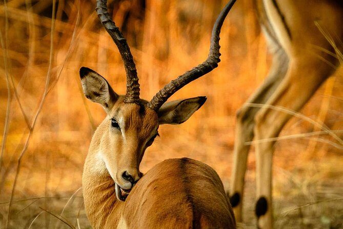Guided Safari to Murchison Falls from Masindi - Nile Waterfall Cruise: 3 Hours of Roar, Mist, and Narrow-Channel Power