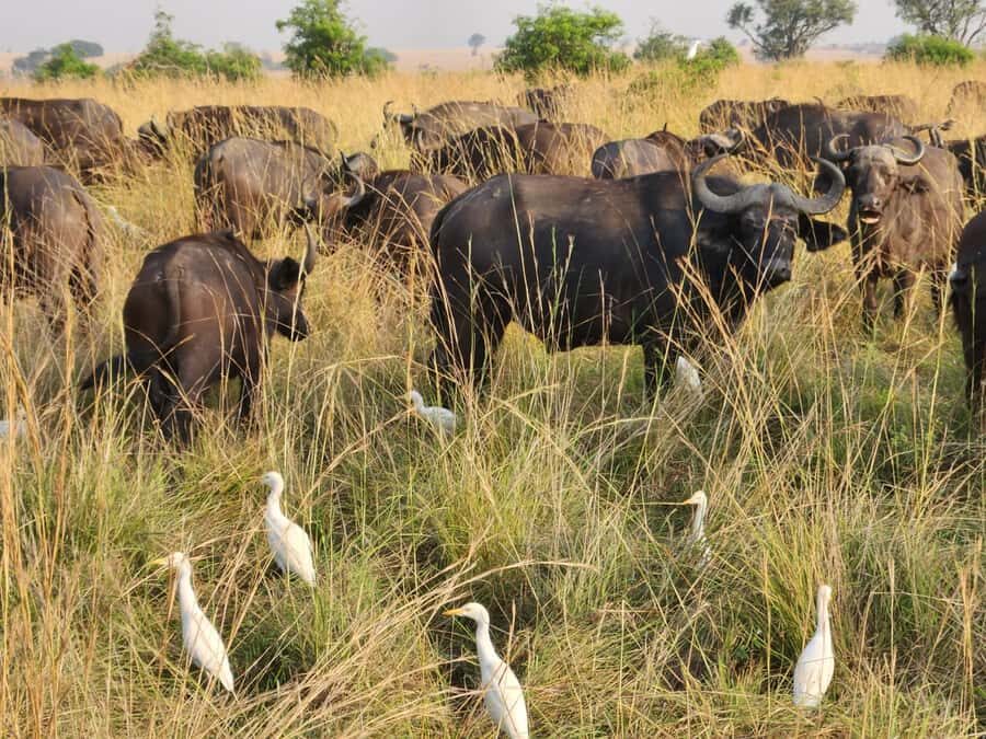 Kampala: 3-Day Murchison Falls Safari - Key Things That Make This Safari Worth Your Time