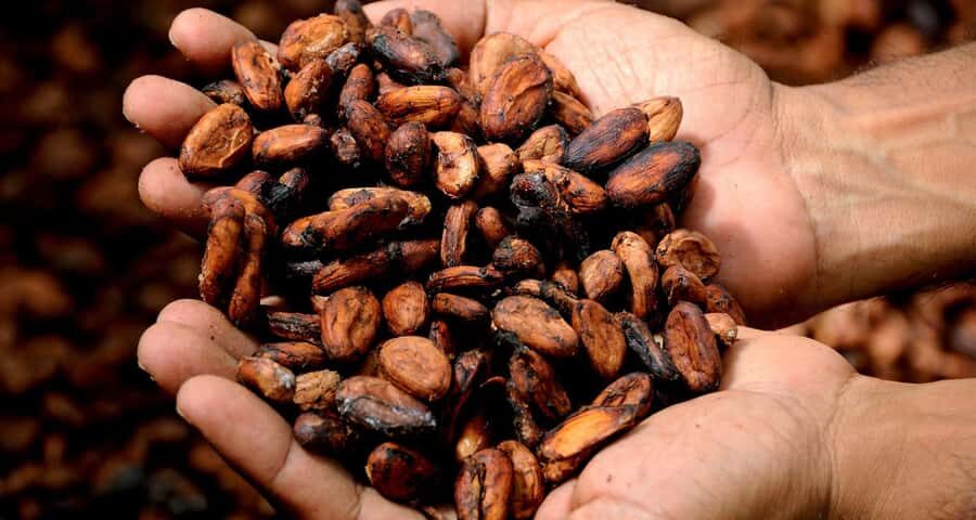 Kampala: Hands-On Chocolate Making Experience - Cocoa Pod Tasting: The First Taste That Makes Everything Click