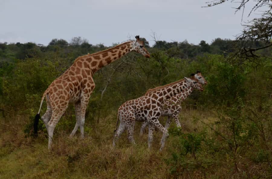 Lake Mburo National Park with Equator, Game Drive & Cruise - Entering Lake Mburo National Park for a 3-hour game drive