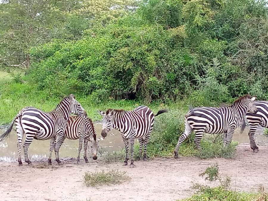 Lake Mburo National Park with Equator, Game Drive & Cruise - 2-hour boat cruise on Lake Mburo: the wildlife looks bigger from water
