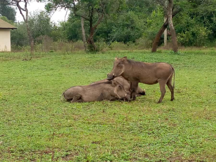 Lake Mburo National Park with Equator, Game Drive & Cruise - The Equator stop: photos, timing, and a quick geography moment