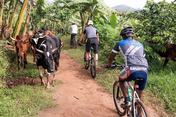 Lake Victoria Island Cycling Tour from Kampala - Bikes, helmets, and small gear choices that matter