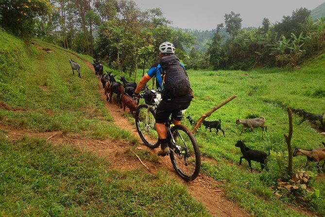 Lake Victoria Island Cycling Tour from Kampala - Soda, snacks, and the lunch gap